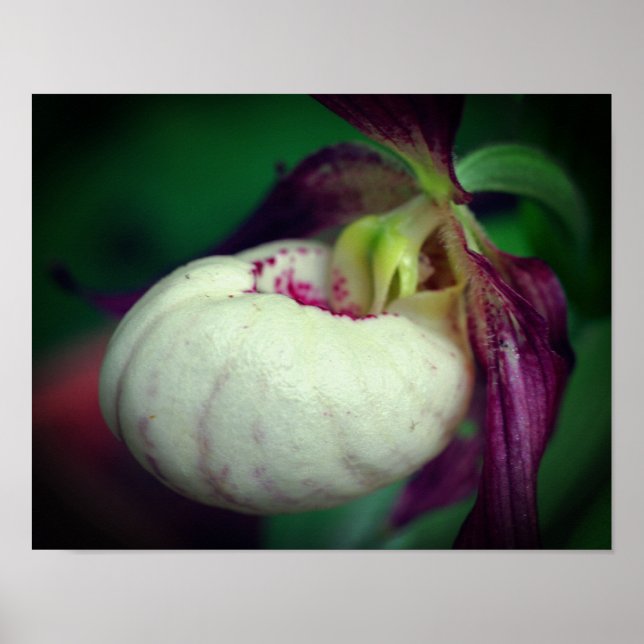 White Lady Slipper Orchid Blume Nah Poster (Vorne)