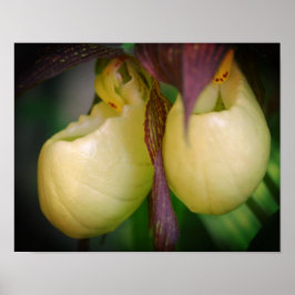 White Lady Slipper Orchid Blume Pair Poster