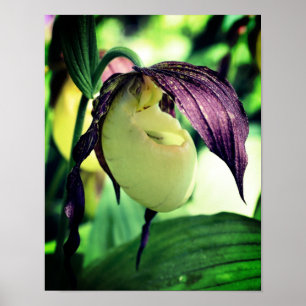 White Lady Slipper Orchid Blume Poster