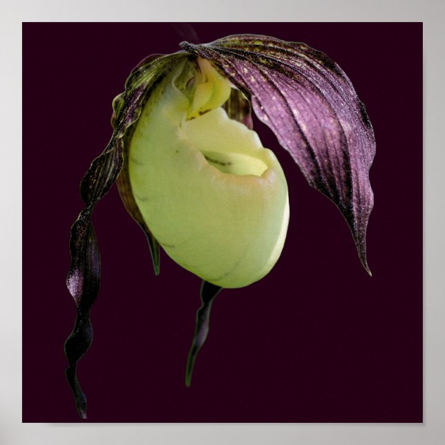 White Lady Slipper Orchid Blume Poster (Vorne)