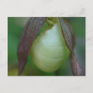 White Lady Slipper Orchid Blume Postkarte