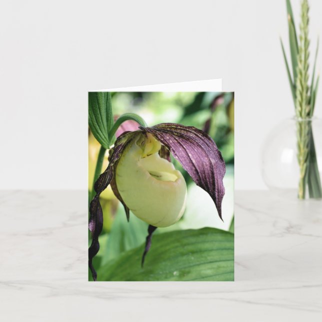 White Lady Slipper Orchid Flower Photography  (Vorderseite)