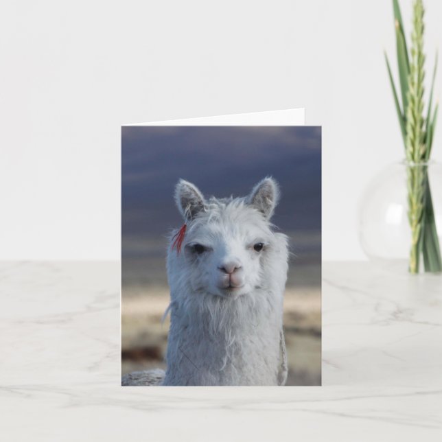 White Lama Alpaca Nah oben Kopf Note Card Karte (Vorderseite)