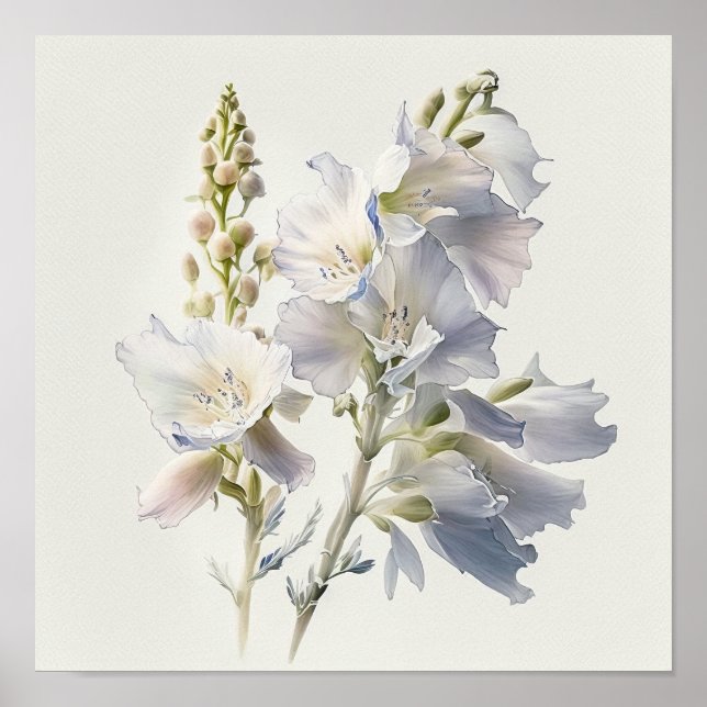 White Larkspur Blume Art Print Poster (Vorne)