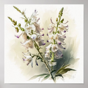White Larkspur Blume Art Print Poster