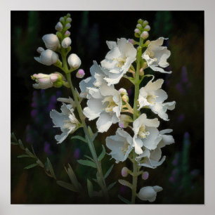 White Larkspur Blume Art Print Poster