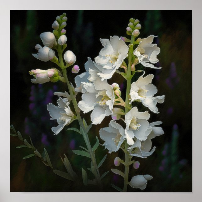 White Larkspur Blume Art Print Poster (Vorne)