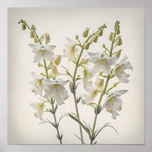 White Larkspur Blume Art Print Poster
