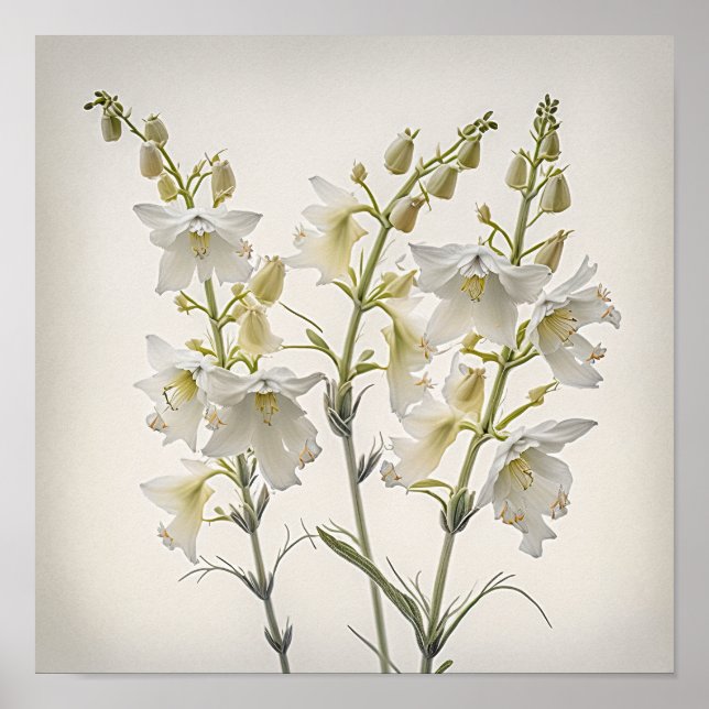 White Larkspur Blume Art Print Poster (Vorne)