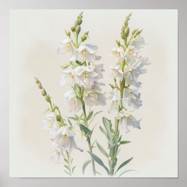 White Larkspur Blume Art Print Poster (Vorne)