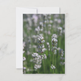 White Lavender Mitteilungskarte