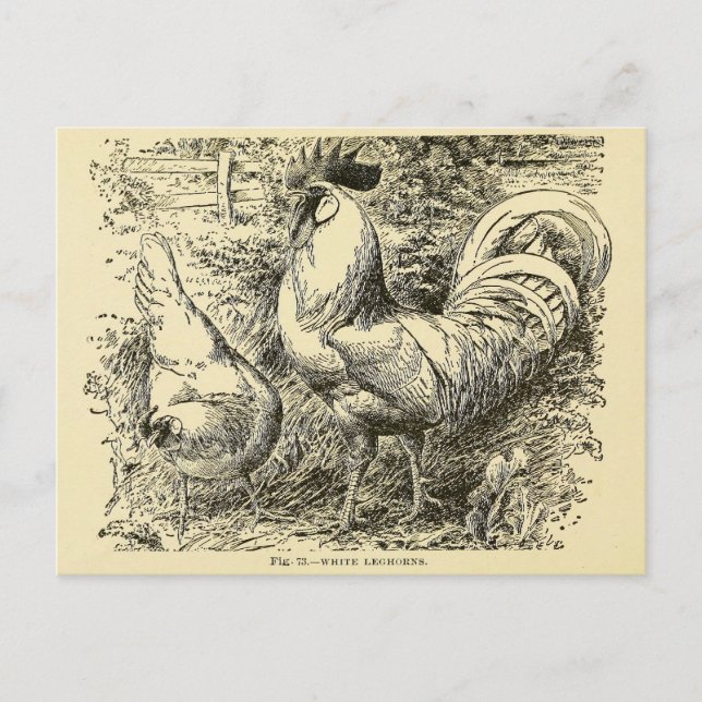 White Leghorn Postkarte (Vorderseite)