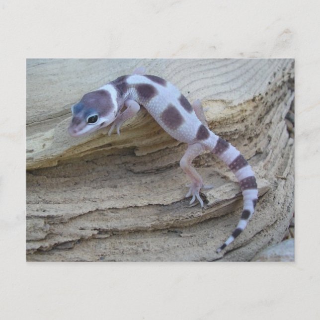 White Leopard Gecko Postcard Postkarte (Vorderseite)