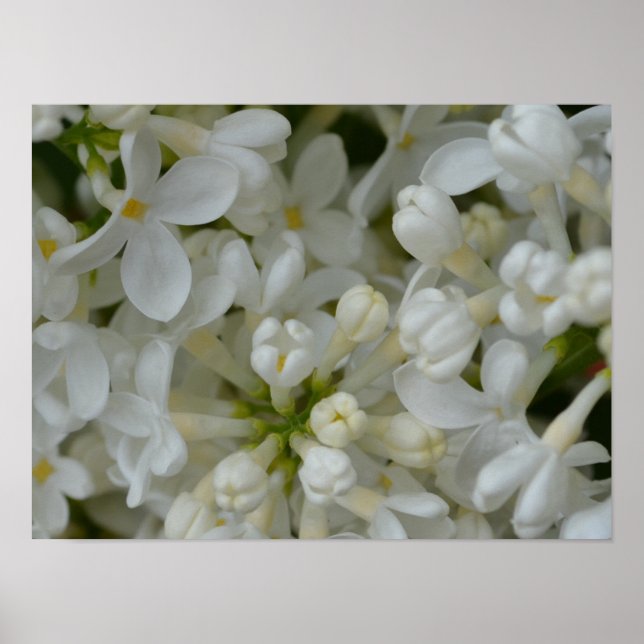 White Lilac Blume Poster (Vorne)