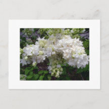 White Lilac Postcard