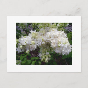 White Lilac Postcard Postkarte