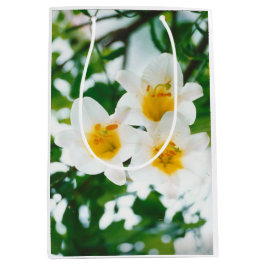 White Lilies - Lily Blume Lilium candidum Mittlere Geschenktüte