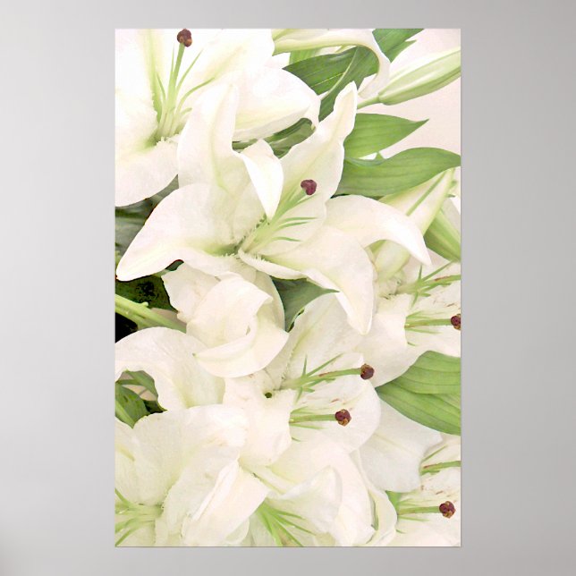 White Lilies_Poster Poster (Vorne)