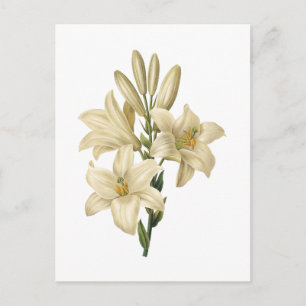 white lily(Lilium candidum) by Redouté Postkarte