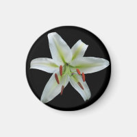 White Lily Magnet