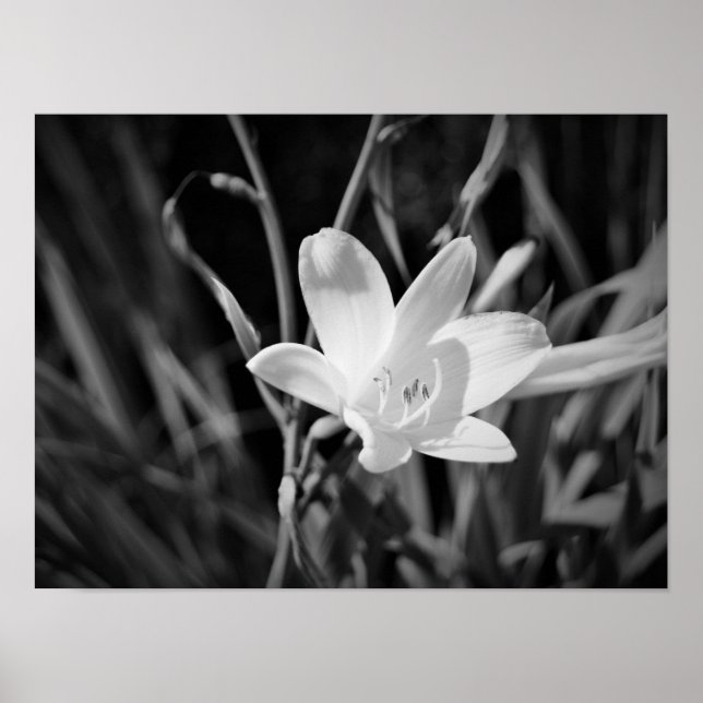 White Lily Poster (Vorne)