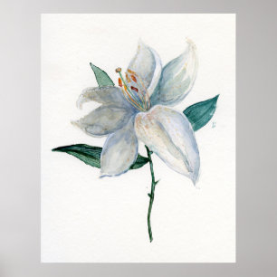 White Lily Poster