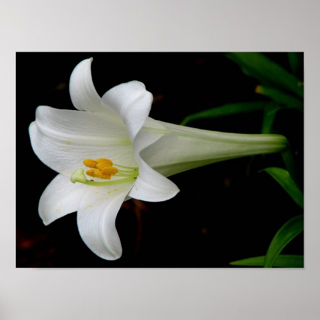 White Lily Poster (Vorne)