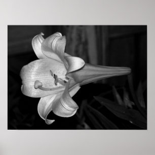 White Lily Poster