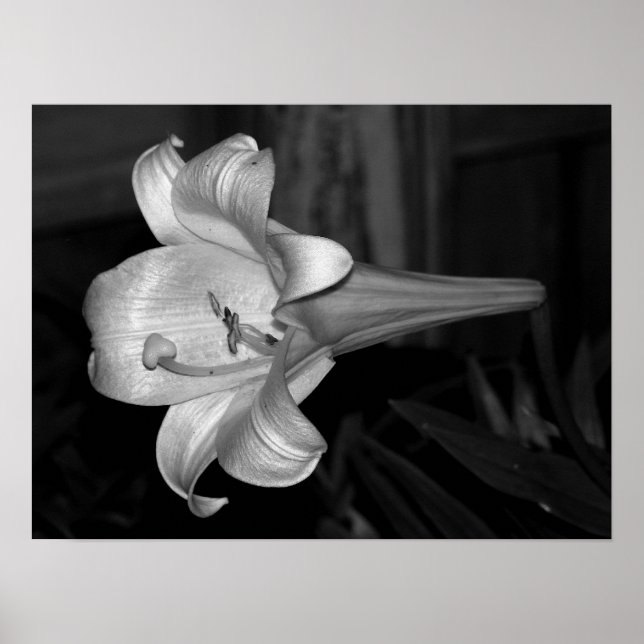 White Lily Poster (Vorne)