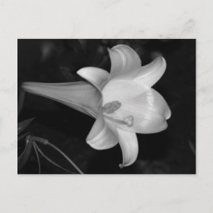 White Lily Postkarte
