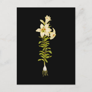 White Lily Postkarte