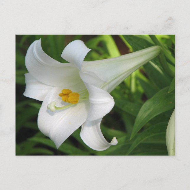 White Lily Postkarte (Vorderseite)