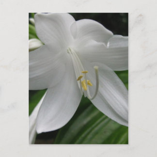 White Lily Postkarte