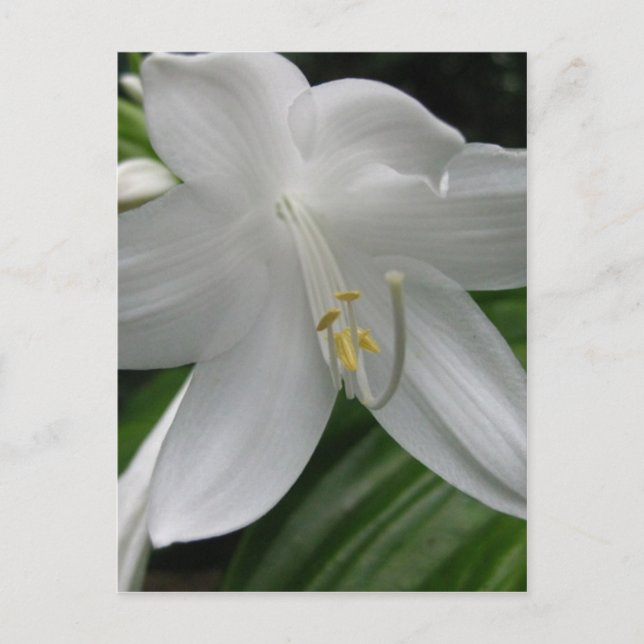 White Lily Postkarte (Vorderseite)