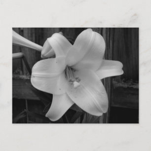 White Lily Postkarte