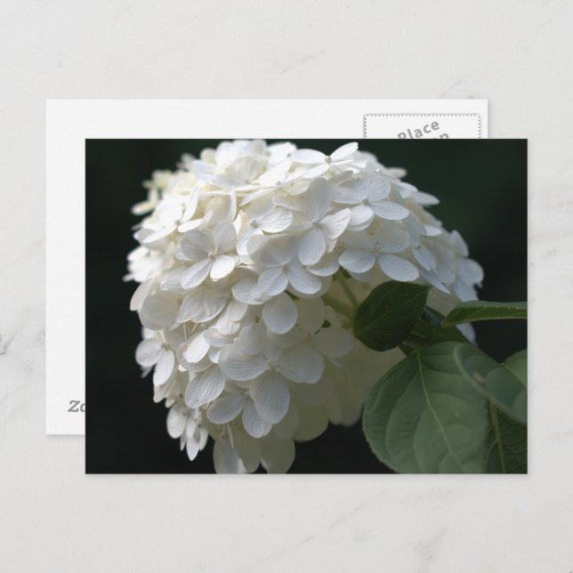 White Limon Hydrangea Postkarte (Vorne/Hinten)