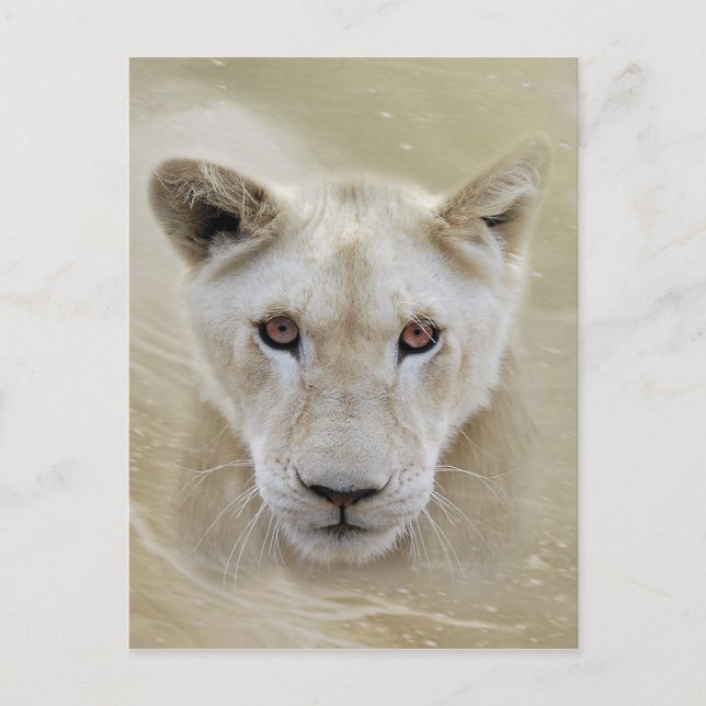 White Lion Spirit Warrior Africa Postkarte (Vorderseite)