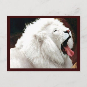 White Lion Südafrika Postkarte