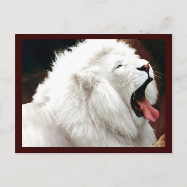 White Lion Südafrika Postkarte (Vorderseite)