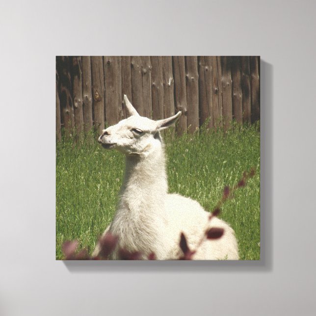 White Llama Leinwanddruck (Vorderseite)