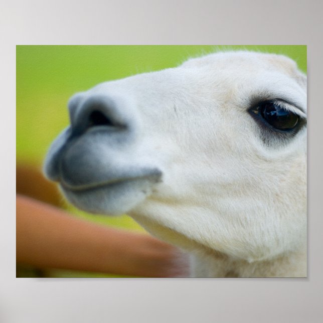 White Llama Poster (Vorne)