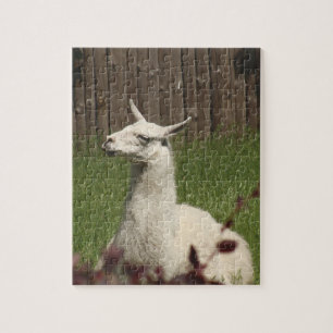 White Llama Puzzle