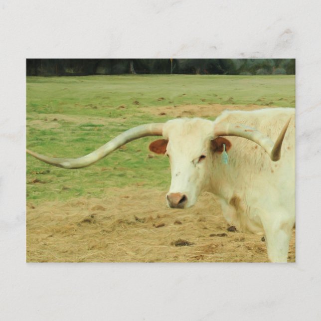 White Longhorn Postkarte (Vorderseite)
