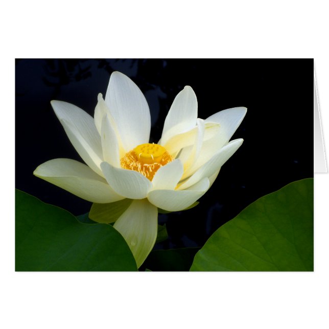 White Lotus (Vorderseite (Horizontal))