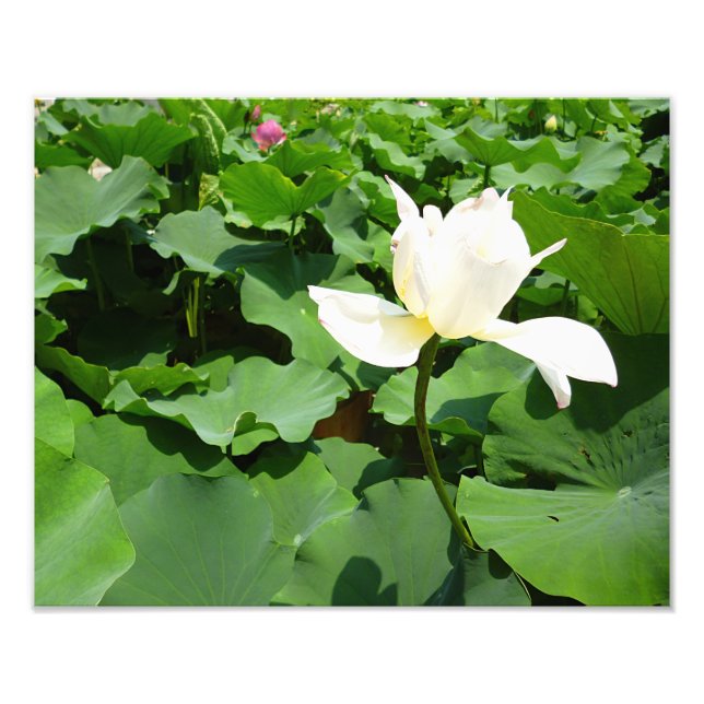 White Lotus Blume Fotodruck (Vorne)