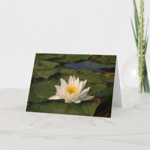 White Lotus Blume Karte