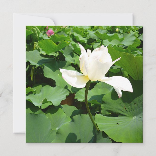 White Lotus Blume Karte (Vorderseite)