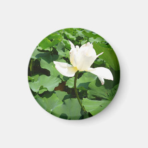 White Lotus Blume Magnet