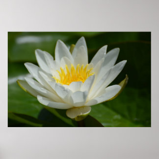 White Lotus Blume Poster