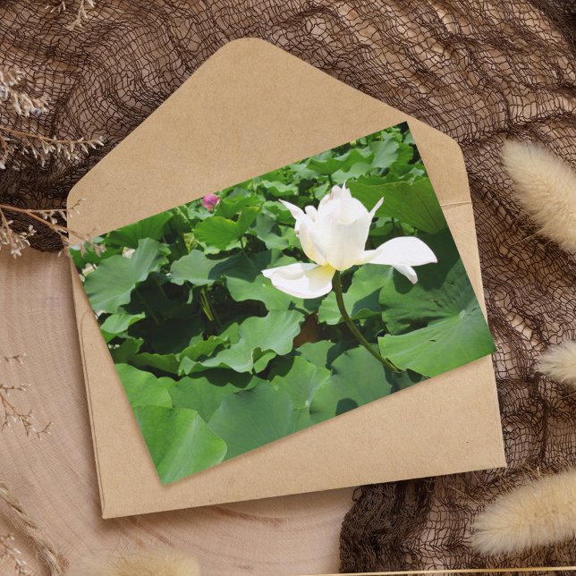 White Lotus Blume Postkarte (Von Creator hochgeladen)